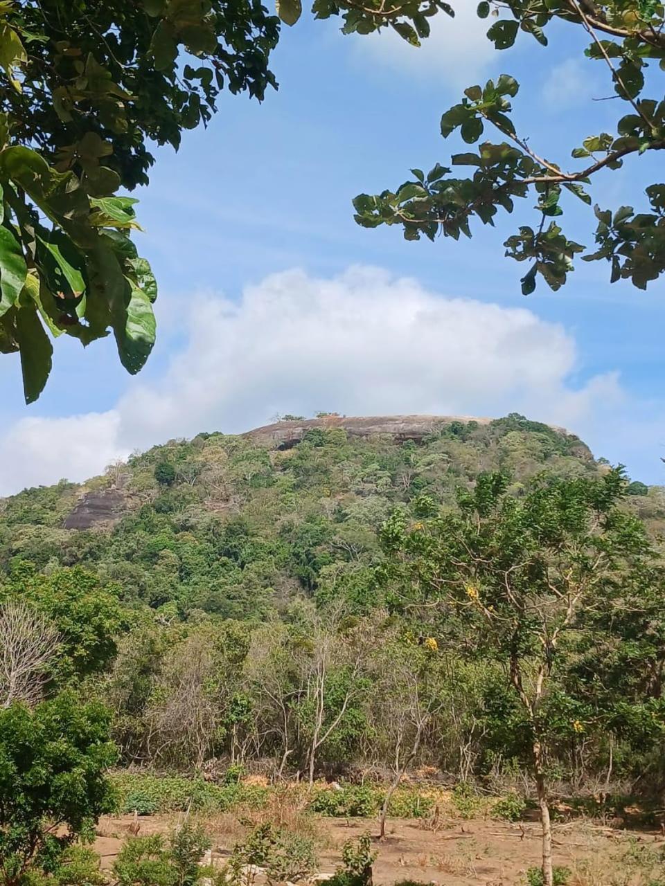 Pidurangala View Treehouse Apartment Sigiriya Exterior photo